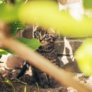 Adorable little kitten peering out between leaves