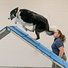 BEGINNER_AGILITY_I_135X135