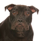 DIESEL_2_135