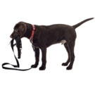 MANNER-DOG135