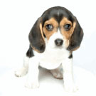 PUPPY-TRAINING135X135