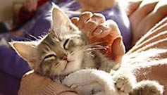 FUR_EVER_YOURS_237X135