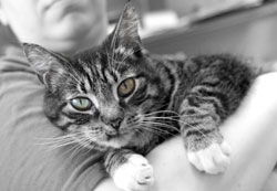 CAT-ARMS250X173