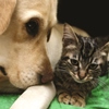 Cat and Dog Spay/Neuter