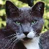 Feral cat ear tip spay/neuter