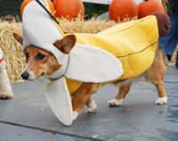 COSTUME-CONTEST-BANANA-DOG