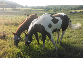 PONYUP_JUDGE_FULL