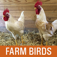 farm birds