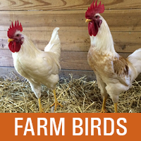 Farm Birds