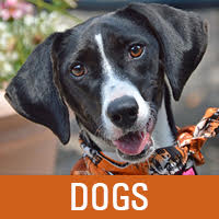 Lollipop farms adoptable dogs 2025