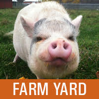 Adopt a Farm Yard Friend | Lollypop Farm