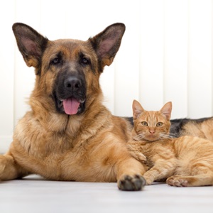 German Shepherd Dog and cat together cat and dog together lying on the floor