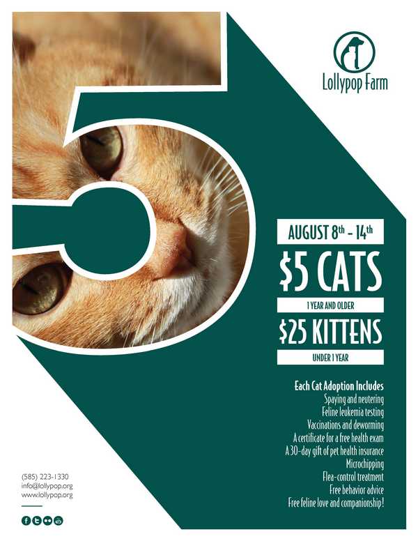 August_2016 Cat Promo Flyer