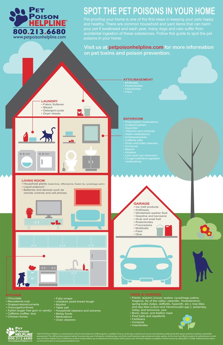 Spit That Out A Resource For Identifying Household Pet Toxins Lollypop Farm Spit That Out A Resource For Identifying Household Pet Toxins Lollypop Farm
