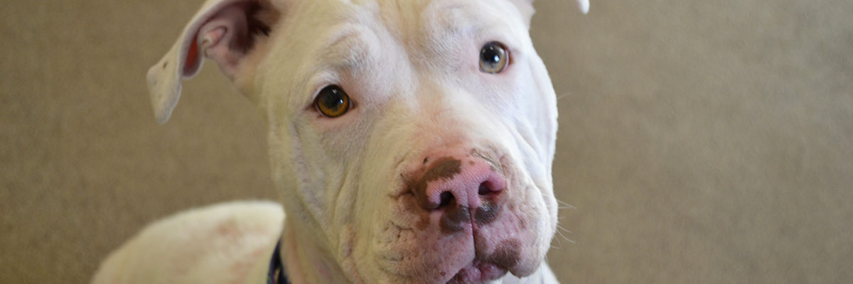 Because of animal lovers like you, Daisy was able to get the time she needed to nurse her puppies and make a full recovery.