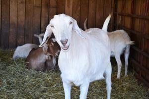 farm_yard_friend_sidebar_300x300