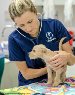 Veterinarian wearing stethoscope examining dog wearing Lollypop Farm logo