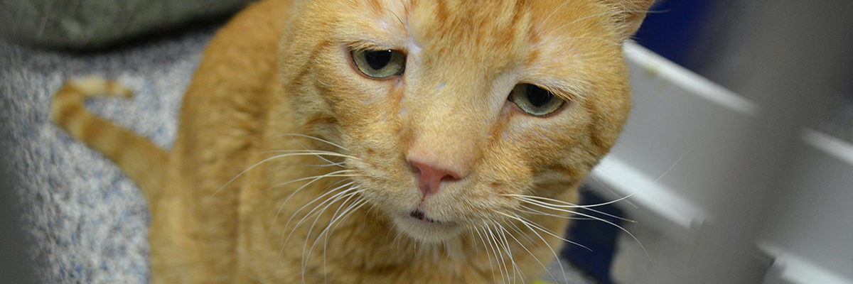 A Tiny Smile from the Saddest Cat in the World | Lollypop Farm A Tiny Smile from the Saddest Cat in the World | Lollypop Farm