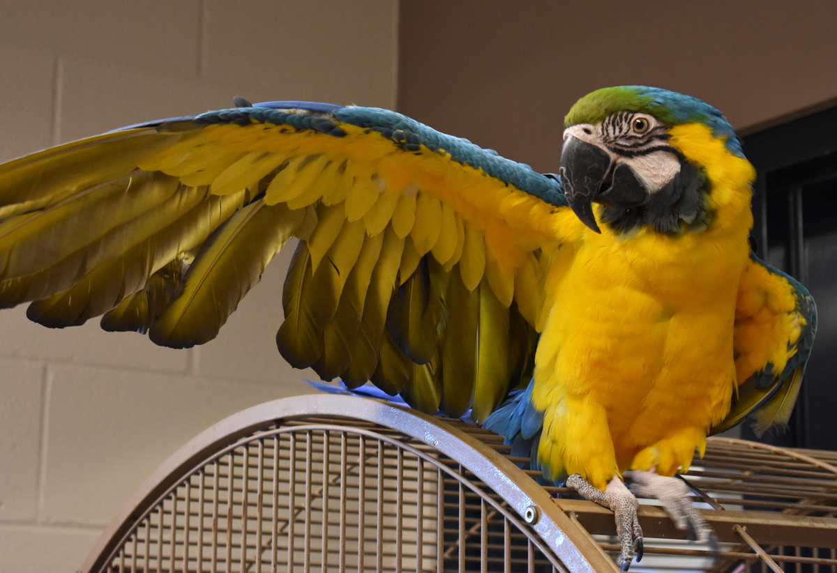 Big Birds With Big Personalities Caring For Macaws Lollypop Farm,Eggplant Recipes Roasted