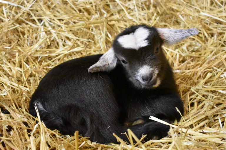 New Baby Goats Born at Lollypop Farm Lollypop Farm