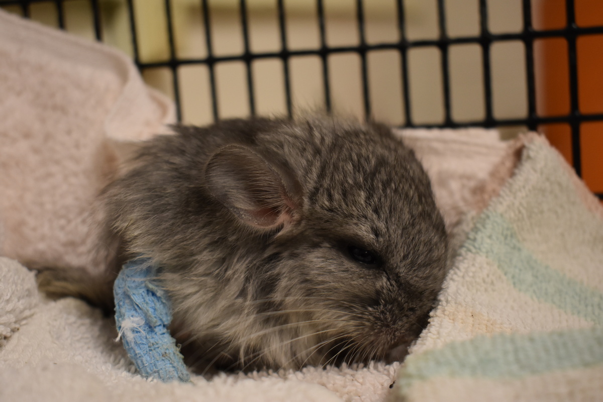 3 month old chinchilla