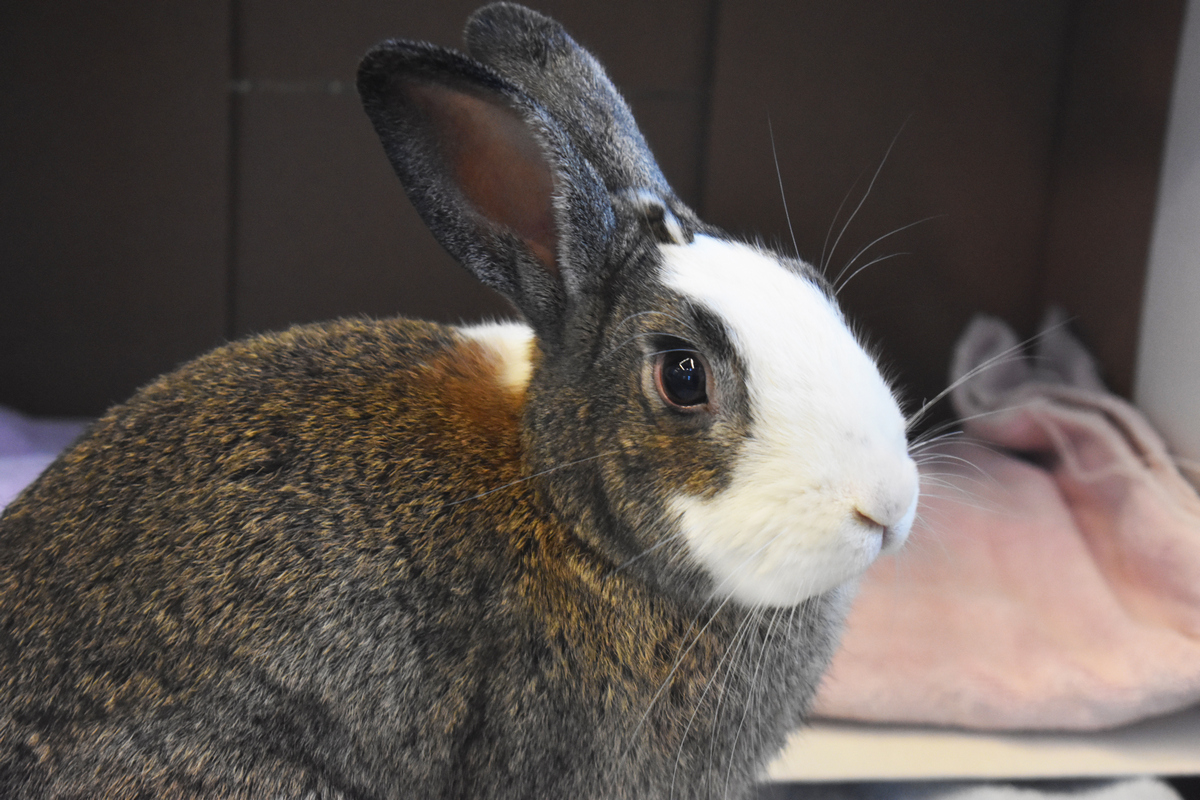 Lollypop Farm Assists in Large-Scale Rabbit Transport