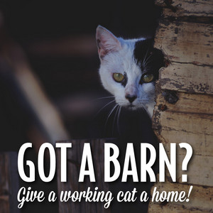 Adopt a Working Cat