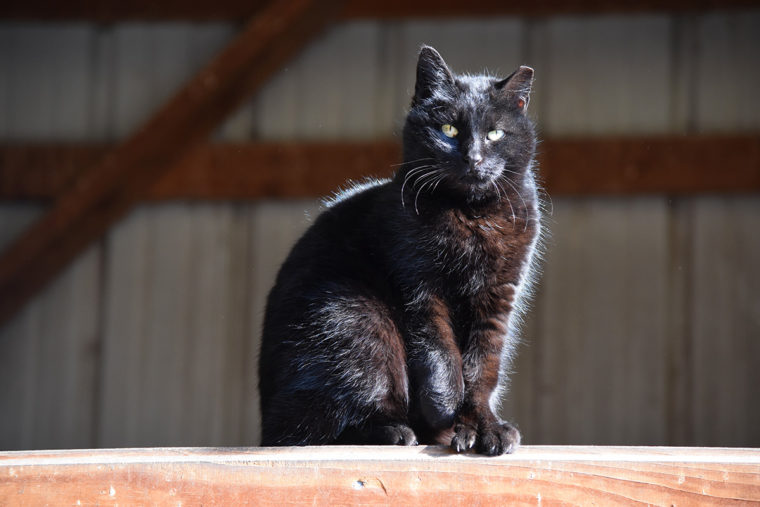 working cat