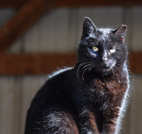 lollypop farm cats