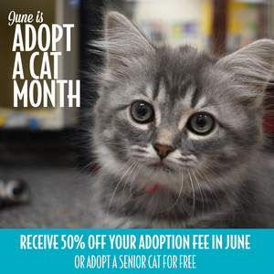 Adopt A Pet,adopt a pet com,adopt a pet fenton,adopt a pet michigan,adopt a pet az,adoptapet near me,adoptapet,pets to adopt