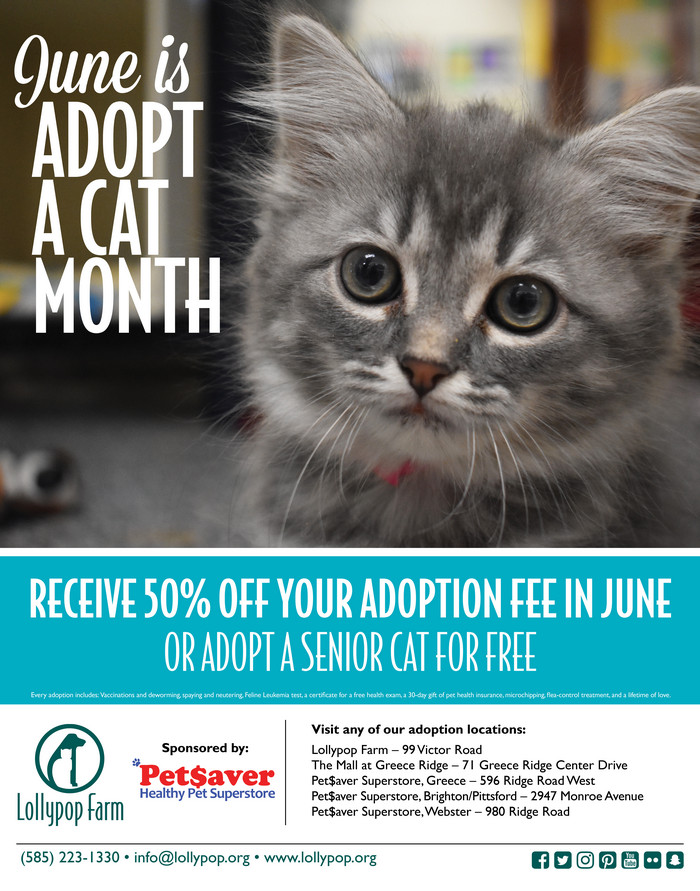 June Is Adopt A Cat Month Lollypop Farm