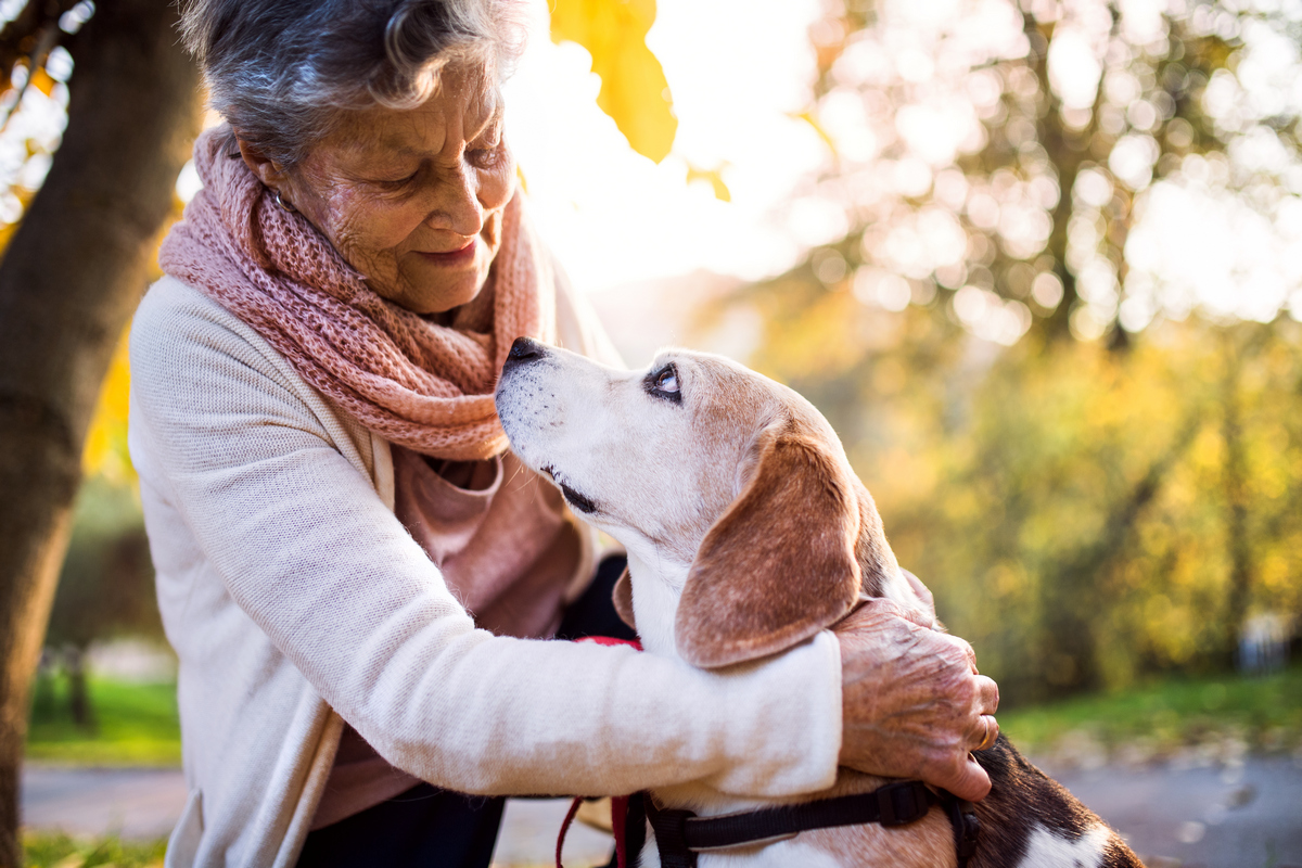 Top 6 Reasons to Consider Adopting a Senior Pet | Lollypop Farm