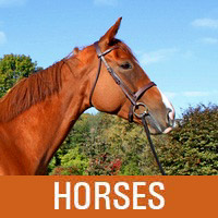 horses
