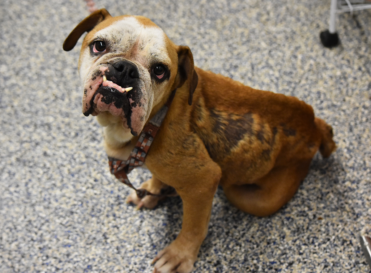 15 week hotsell old english bulldog