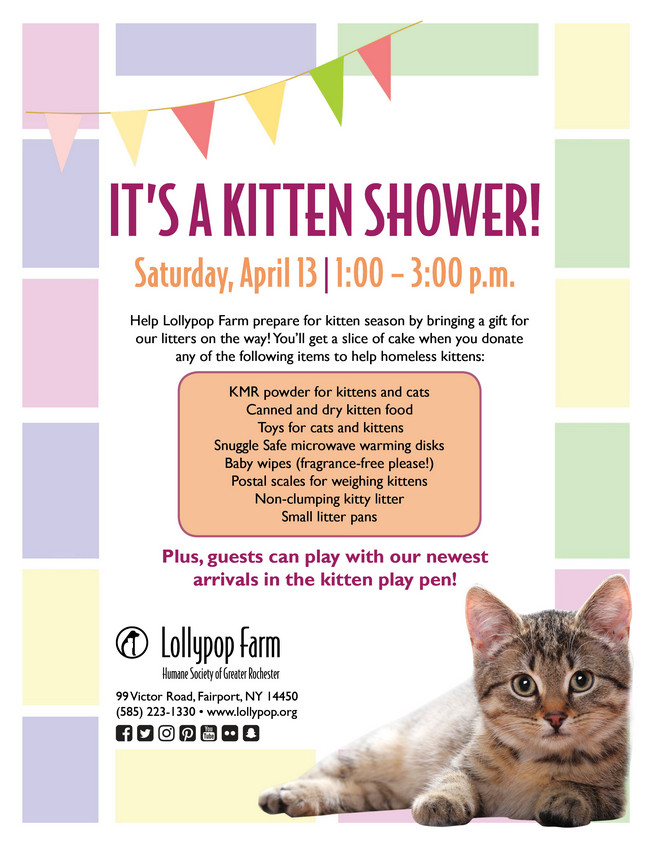 Kitten shower promotional flyer