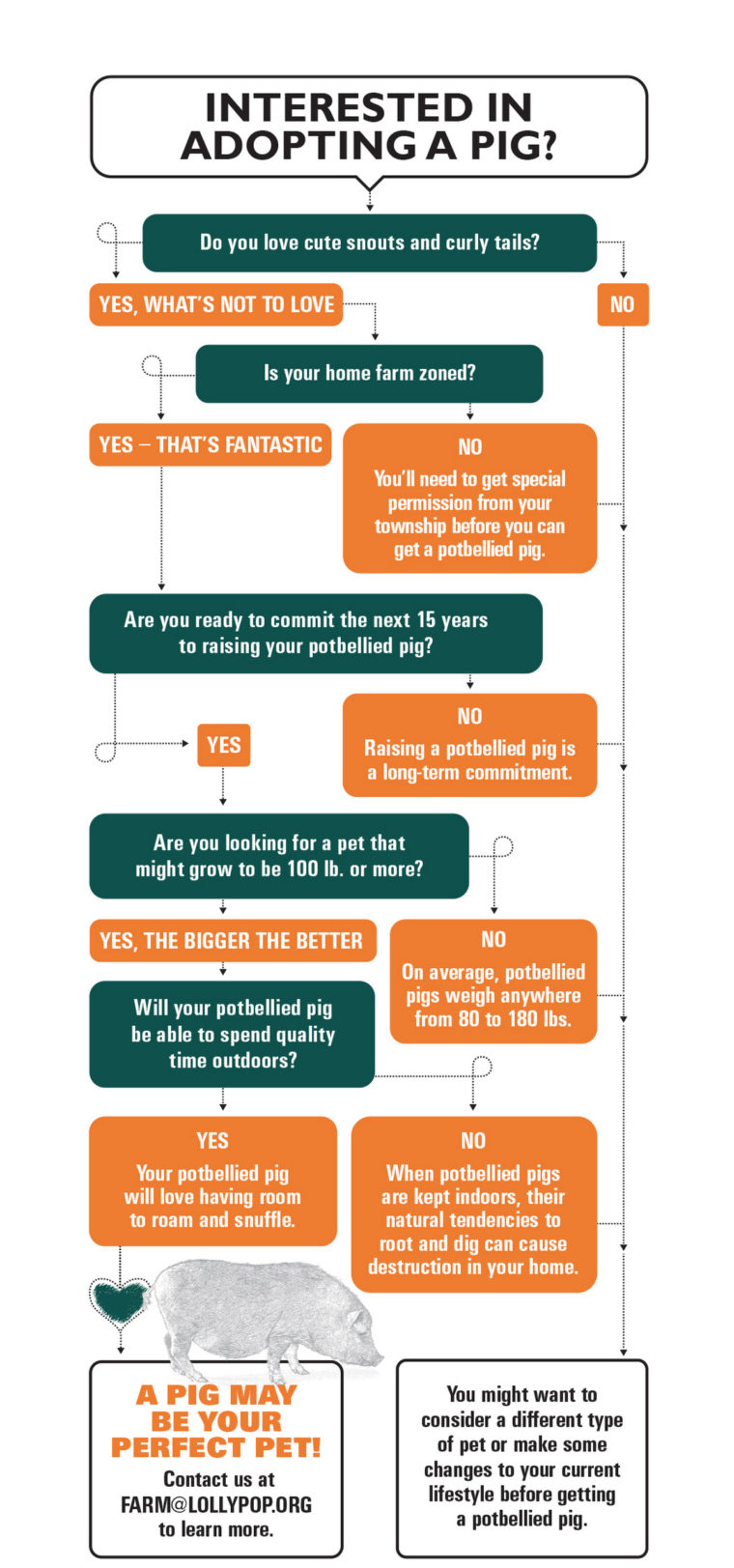 Potbellied Pigs Infographic