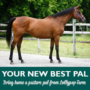 Pasture Pal Horse Adoption Special
