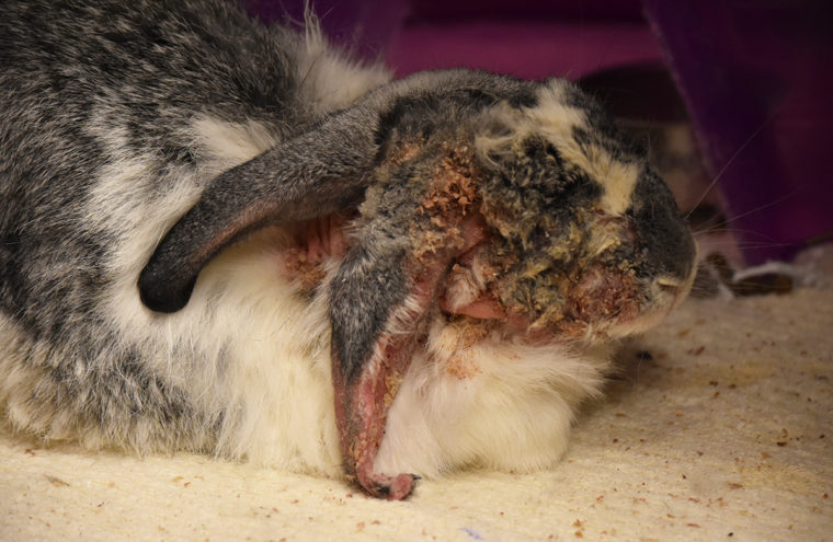 Rabbit with scaly dermatitis