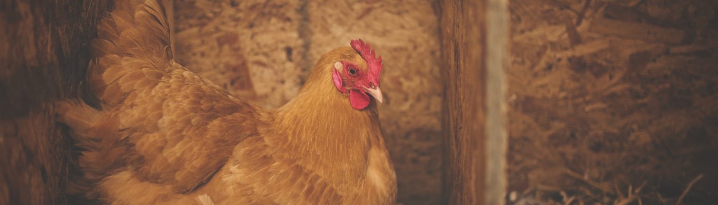 Chicken and eggs