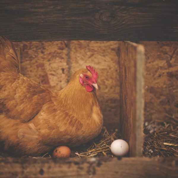 Chicken and eggs
