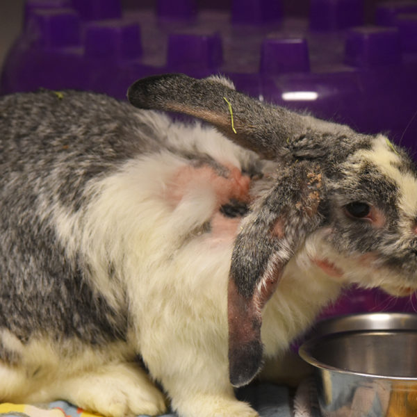 Rabbit eating out of bowl