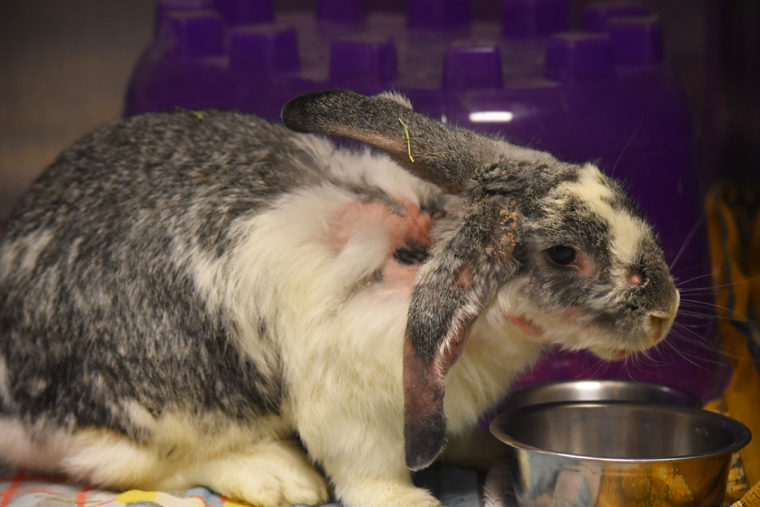 Rabbit eating out of bowl 