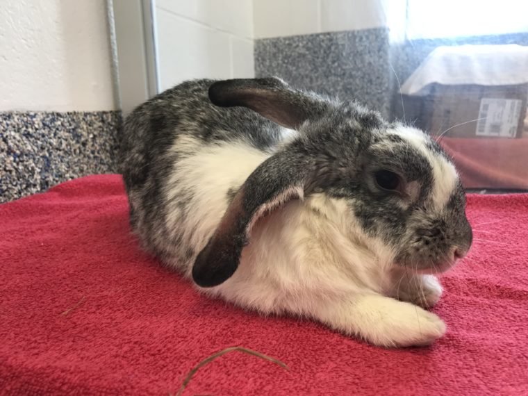 Rabbit sitting on towel 