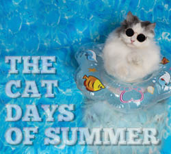 Cat in pool with sunglasses