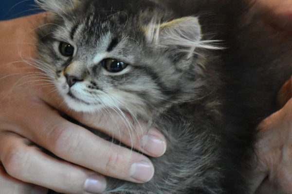 Cat Wellness Clinic
