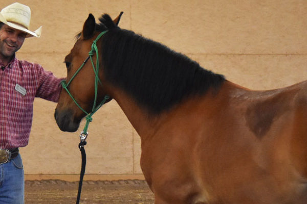 Top Horse Care Tips from Equine Manager Steven Stevens
