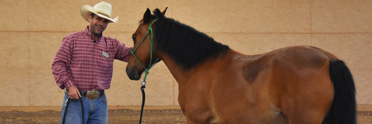 Top Horse Care Tips from Equine Manager Steven Stevens