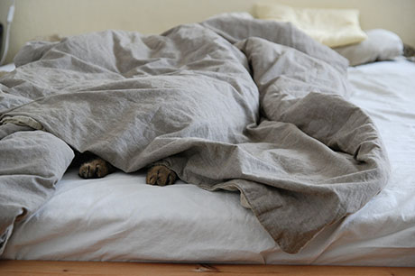 Cat sleeping under blanket