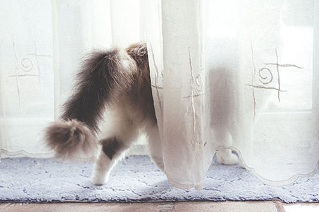 Cat behind curtain