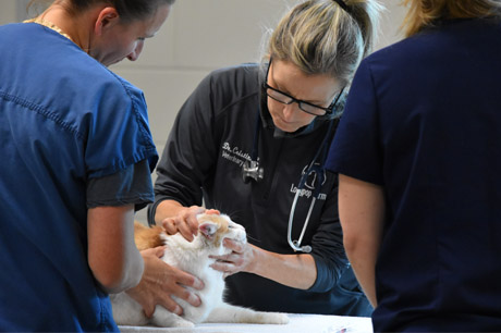 Cat at the Cat Wellness Clinic